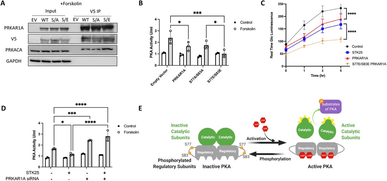 A) Co-immunoprecipitations of V5 tagged PRKAR1A, S77A/S83A PRKAR1A or S77E/S83 PRKAR1A and immunoblotting for PRKARCA in HEK293T cells stimulated with forskolin (10μM). B) PKA activity in HEK293T cells stimulated with forskolin (10μM) and transfected with empty vector, wild type PRKAR1A, S77A/S83A PRKAR1A mutant or S77E/S83E PRKAR1A mutant as indicated. C) HEK293T cells transfected with the indicated vectors and assessed for growth by Real Time Glo for 5 hours after stimulation with forskolin (10μM). For all points in this figure, n=3 for each condition, Mean +/-SD, *p<0.05, ***p<0.001, and ****p<0.0001 by ANOVA with Tukey’s adjustment for multiple comparisons. D) PKA activity in HEK293T cells stimulated with forskolin (10μM) and either overexpressing STK25 and/or the siRNA of PRKAR1A. E) Model of STK25 downregulation of the PKA pathway through phosphorylation of PRKAR1A.