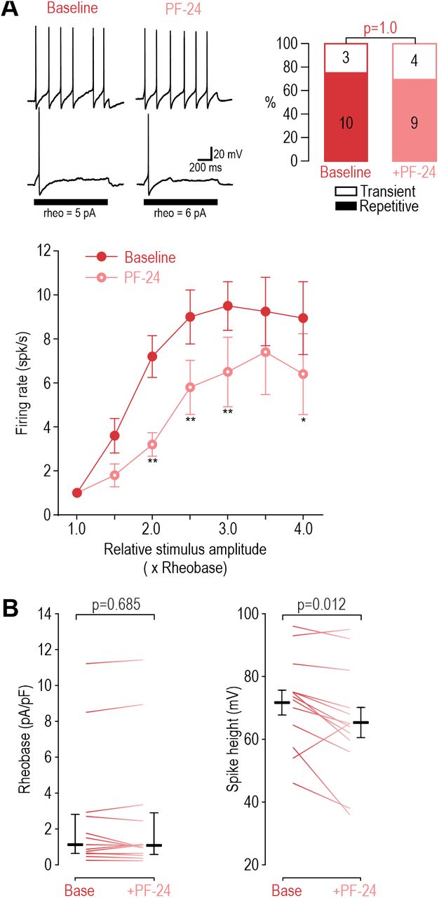 (A) Inhibiting Na v 1.8 with PF-24 (1 μM) did not affect spiking (A) Inhibiting Na v 1.8 with PF-24 (1 μM) did not affect spiking pattern (χ 2 =0.00, p=1.00, McNemar test) and modestly reduced firing rate (F 1,54 =9.745, p= 0.012, two-way RM ANOVA, n=10) in DIV4-7 neurons. (B) PF-24 did not affect rheobase (Z 12 =0.420, p=0.685, Wilcoxon Rank test) but did reduce spike height (T12=2.939, p=0.012, paired-t-test). *, p<0.05; **, p<0.01; Student-Newman-Keuls post-hoc tests in A.