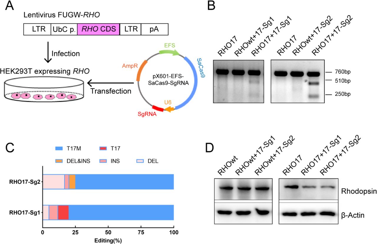 In v i tro knock-down of human RHO- T17M expression. (A) Schematic view of construction of 293T stably expressing human RHO protein and transfection of pX601-EFS-SaCas9-U6-sgRNA (SaCas9/SgRNA) plasmid. (B) T7E1 assay indicated that SaCas9/17-Sg1 and SaCas9/17-Sg2 were appeared to cut the mutant sequence specifically, the full-length amplicon was 760bp, the two truncated amplicons were 510 bp and 250 bp, respectively. (C) The cutting efficacy of two sgRNAs with SaCas9 determined by TA & Sanger sequencing in 293T cells. (D) Rhodopsin expression reduction was determined by western blotting in 293T cells transfected with RHO -T17M-pEGFPN1(RHO17 cells) transfected with 17-Sg1 and Sg2 plasmid, comparing to the RHO wt cells with 17-Sg1 and Sg2 plasmid.