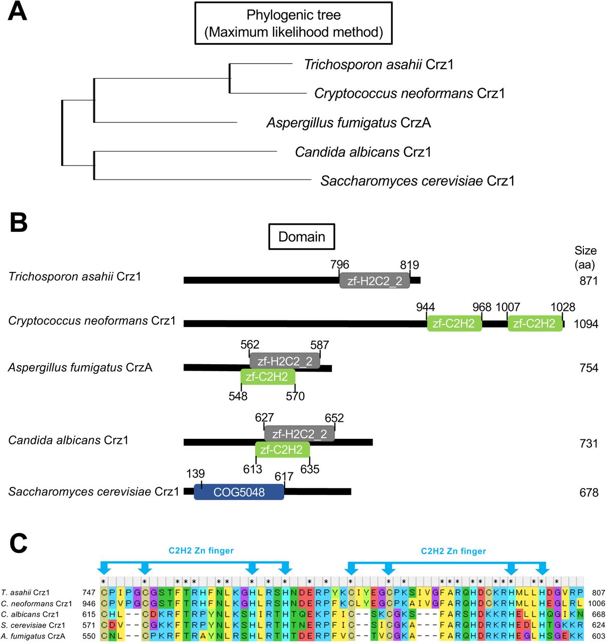 (A) Phylogenetic trees were constructed using the maximum likelihood method for Crz1 proteins of T. asahii , C. <t>neoformans</t> , C. albicans , S. cerevisiae , and CrzA of A. fumigatus . (B) Schematic representation of the domains presents in Crz1 and CrzA proteins. zf-H2C2_2, zf-C2H2, and COG5048 are zinc finger domains. (C) Amino acid sequences of the zinc finger domain in Crz1 and CrzA proteins. The zinc finger domain contains two C2H2 Zn fingers. Amino acid alignment analysis and domain prediction were performed using MEGA11 Software. 