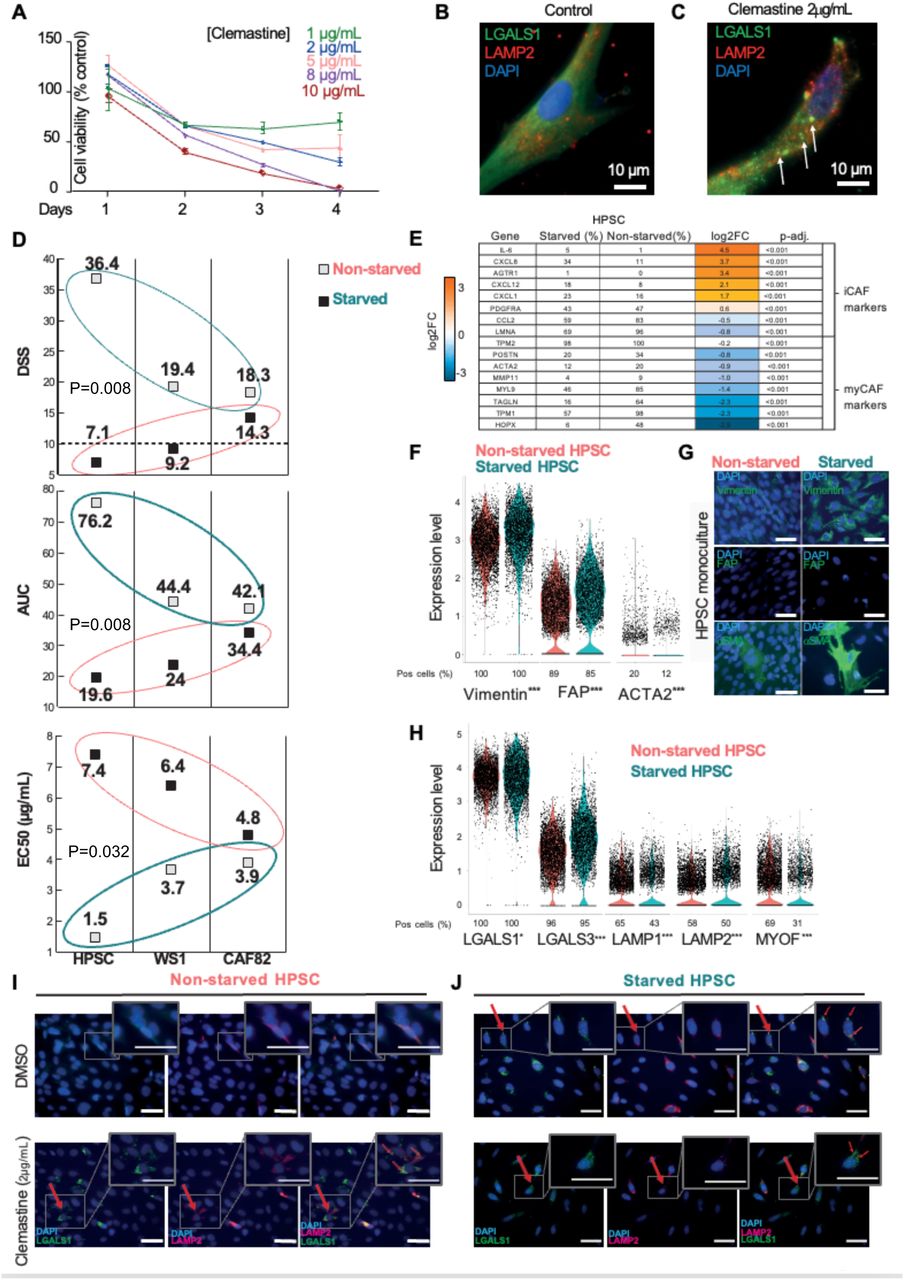 A. WS-1 human fibroblast viability for indicated clemastine concentrations and timepoints. B-C. Representative Immunofluorescence micrographs of control untreated (B, N=10) and clemastine treated (2 µg/mL, 18 h, N=10) (C) WS-1 human fibroblasts. Lysosomal <t>LAMP2</t> (red) and LGALS1 (green) are visualized. LAMP2 + /LGALS1 + permeable lysosomes are identified by arrows. Cell nuclei counterstained with DAPI (blue). Scalebar: 10 µm. D. Clemastine DSS, AUC and EC50 scores in three fibroblast lines (hPSC, WS1, CAF82) in their starved and non-starved states. E. Table of putative myCAF/iCAF marker genes and the percentages of cells positive for these in the starved and non-starved HPSC cultures. Average (avg) log2 fold change (FC) for the transcription level differences in activated iCAF-like cells versus parental HPSCs. Adjusted p-values. The change in transcription level (avg log2FC) ranges from blue (downregulated) to orange (upregulated). F. Violin plots of scRNAseq gene expression levels of CAF markers vimentin, FAP, and ACTA2 (gene coding for the α-SMA protein) in parental, non-starved (red) and starved, iCAF-like transformed, hPSCs (turquoise). G. Representative micrographs of FAP, vimentin, and α-SMA in non-starved (red) and starved (turquoise) HPSCs visualized by IF staining. H . Violin plots of scRNAseq gene expression levels of lysosomal markers in non-starved (red) and starved (turquoise) HPSCs. I-J . IF staining of LGALS1 (green) and LAMP2 (red) in untreated (DMSO) and clemastine-treated non-starved (I) and starved (J) HPSCs. LAMP2 + /LGALS1 + permeable lysosomes are identified by arrows. Clemastine treatment causes cytoplasmic LGALS1 to relocate to damaged lysosomes. Clemastine treatment also upregulated LAMP2 in HPSCs, but not in iCAF-like cells. LGALS1 relocation is also observed in untreated iCAF-like cells. *p<0.05, **p<0.001, ***p<0.0001. 
