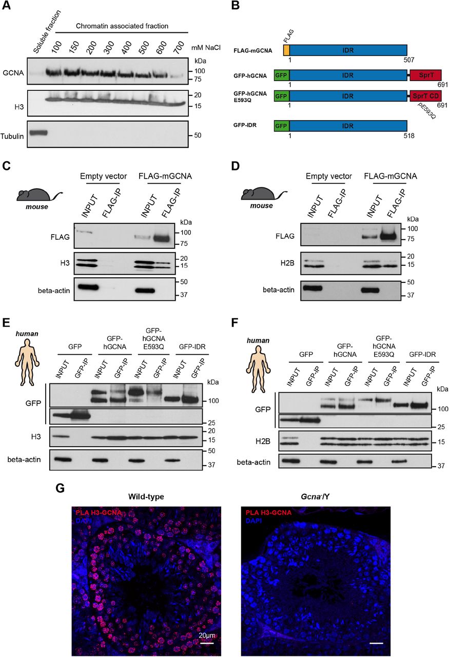 I. Western blot of cell fractionations performed on BAC9 mESC. Chromatin fraction was washed with increasing concentrations of NaCl to release electrostatic interactions with the chromatin. The blot was probed with anti-GCNA (GCNA-1), anti-H3 and anti-tubulin antibodies. Data is representative from three independent experiments. B. Schematic representation of constructs used in (C), (D), (E) and (F). C. Western blot of the FLAG immunoprecipitation. 3T3 cells were transiently transfected with FLAG-mGCNA and a FLAG immunoprecipitation was performed on the soluble fraction. The blot was probed with anti-FLAG, anti-H3 and anti-beta-actin antibodies. Data is representative from three independent experiments. D. Western blot of the FLAG immunoprecipitation. 3T3 cells were transiently transfected with FLAG-mGCNA and a FLAG immunoprecipitation was performed on the soluble fraction. The blot was probed with anti-FLAG, <t>anti-H2B</t> and anti-beta-actin antibodies. Data is representative from three independent experiments. E. Western blot of the GFP immunoprecipitation. 293-T cells were transiently transfected with GFP-fused proteins and a GFP immunoprecipitation was performed on the soluble fraction. The blot was probed with anti-GFP, anti-H3 and anti-beta-actin antibodies. Data is representative from three independent experiments. F. Western blot of the GFP immunoprecipitation. 293-T cells were transiently transfected with GFP-fused proteins and a GFP immunoprecipitation was performed on the soluble fraction. The blot was probed with anti-GFP, <t>anti-H2B</t> and anti-beta-actin antibodies. Data is representative from three independent experiments. G. Proximity ligation assay performed with anti-H3 and anti-GCNA (Tra98) antibodies on wild-type and Gcna − /Y adult testis sections. Data is representative from two independent experiments.