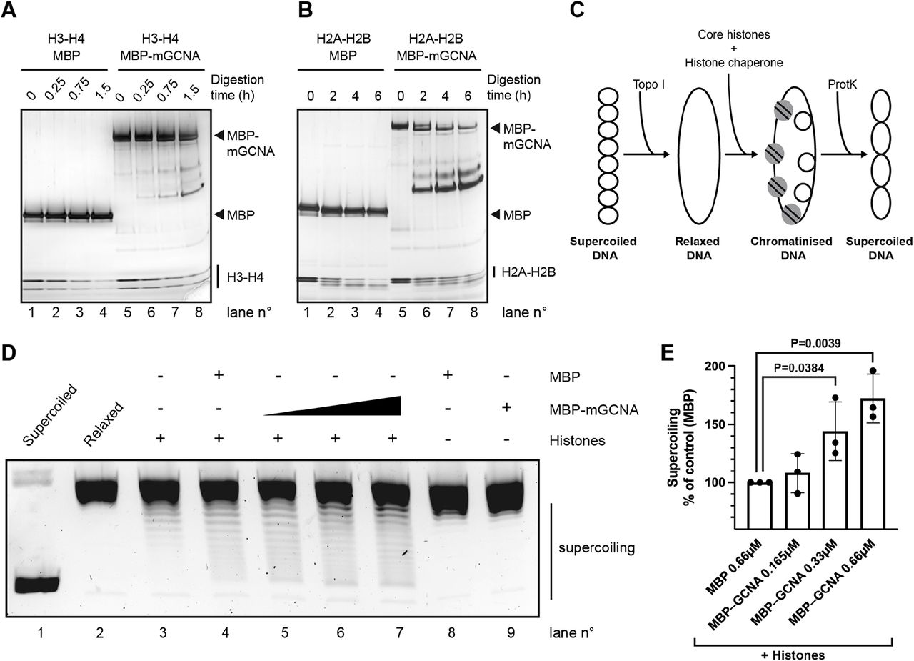 ... experiments. B. Representative limited proteolysis assay performed with H2A-H2B, MBP and MBP-mGCNA. Proteins were incubated with trypsin ... A. Representative limited proteolysis assay performed with H3-H4, MBP and MBP-mGCNA. Proteins were incubated with trypsin for 0, 15, 45 and 90 min then analysed by SDS-PAGE followed by silver staining. Data is representative from three independent experiments. B. Representative limited proteolysis assay performed with H2A-H2B, MBP and MBP-mGCNA. Proteins were incubated with trypsin for 0, 2, 4 and 6 hours then analysed by SDS-PAGE followed by silver staining. Data is representative from two independent experiments. C. Schematic representation of the in vitro nucleosome assembly activity assay. A supercoiled plasmid is relaxed by TopoI then DNA was incubated with core histones and the histone chaperone. While nucleosomes are formed, supecoils are also formed into the plasmid and supercoiling is analysed by gel electrophoresis after deproteinisation of the plasmid. D. Representative in vitro nucleosome assembly activity assay with MBP and MBP-mGCNA. In this assay, MBP was used at a concentration of 0.66µM and MBP-mGCNA was used at 0.165, 0.33 or 0.66µM. Data is representative from three independent experiments. E. Quantification of the signal of the supercoiled plasmid in presence of histones and increasing concentrations of MBP-mGCNA (lanes 5 to 7 in (D)), relative to the signal with histones and MBP (lane 4 in (D)). Data represent the mean and S.D.. Data represent three independent experiments. P values were calculated by using an unpaired t-test.