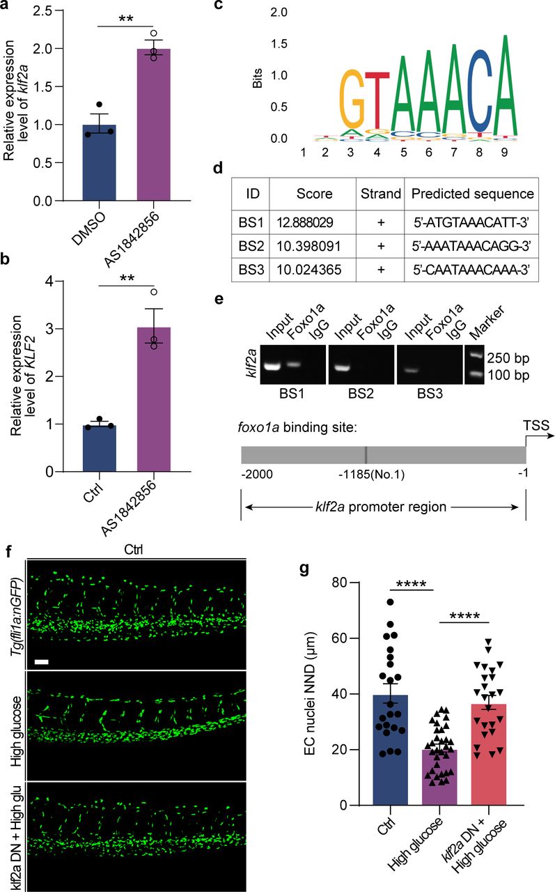 Chromatin Immunoprecipitation Kit Millipore Bioz