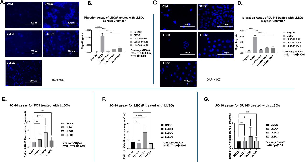 Boyden Chamber assay was performed following 48 hours of pre-treatment of <t>LNCaP</t> and <t>DU145</t> cells with DMSO and LLSOs. LNCaP and DU145 cells were cultured for 24 hours in the reduced medium for starving cells. Representative images for LNCaP cells were taken at 200x magnification, and 400x magnification for DU145 cells. A. Representative photographs of Boyden chamber assay for either DMSO or one of the LLSOs for pre-treated LNCaP cells. LNCaP cells not starved were used as the negative control. B. Normalized migration rate on Boyden chamber assay of 5µM LLSO1, 10µM LLSO2, 10µM LLSO3 or DMSO treated LNCaP cells by counting cells on the Photomicrographs. Data were analysed by one-way ANOVA. experiment was repeated three times with three replication per treatment in each individual experiment, ***p<0.0005, ****p<0.0001. C. Representative photographs of Boyden chamber assay for either DMSO or one of the LLSOs for pre-treated DU145 cells. DU145 cells not starved were used as the negative control. D. Normalized migration rate on Boyden chamber assay of LLSO1 5µM, LLSO2 10µM, LLSO3 10µM and DMSO treated DU145 cells by counting cells on the Photomicrographs. Data were by one-way ANOVA, three individual experiments with three replication per treatment in each individual experiment, ****p<0.0001. Lower panel : JC-10 assay was performed following 48 hours pre-treatment with 5µM LLSO1, 10µM LLSO2, 10µM LLSO3 or DMSO of PC3, LNCaP and DU145 cells, as well as pre-treatment with 5mM H2O2 as the positive control. Normalized apoptosis ratio on JC-10 assay of either DMSO control or one of the three LLSOs treated ( E ) PC3, ( F ) LNCaP and ( G ) DU145 cells by using the fluorescence intensity ratio of green to red fluorescence. Data were analysed by one-way ANOVA, *p<0.05, ****p<0.0001. For PC3, three individual experiments with five replicates per treatment in each individual experiment, n=15; For LNCaP, two individual experiments with six replicates per treatment in each individual experiment, n=12; For DU145, three individual experiments with six replicates per treatment in each individual experiment, n=18. 