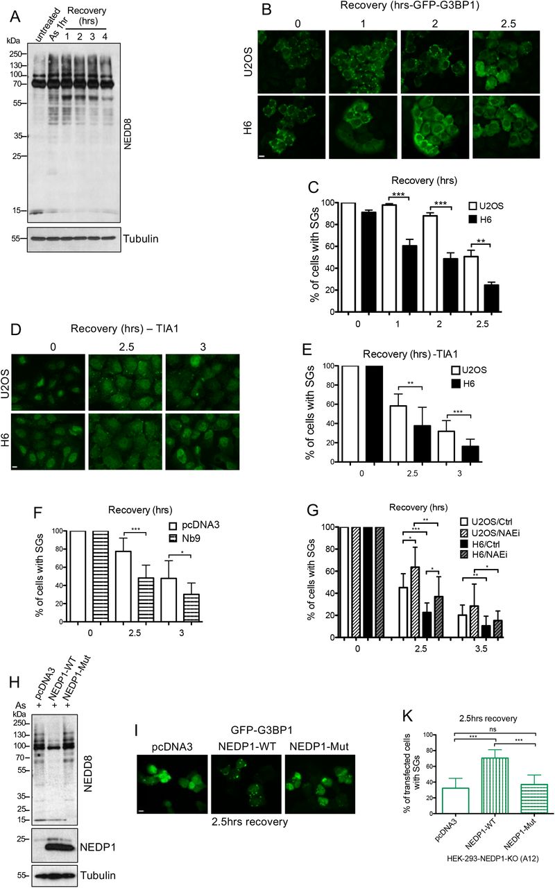 A. U2OS cells were treated with As as indicated and then allowed to recover for the indicated period. Extracts were analysed by western blotting using the indicated antibodies. B. Parental and H6 cells stably expressing GFP-G3BP1 were treated with As (0.2mM) for 1hr before allowed to recover for the indicated periods and fixed. Scale bars, 10μm. C. Quantification of the experiment in B (mean of 3 independent experiments ± SD). D. Similar experiment as in B, using instead parental and H6 U2OS cells and immunostained for endogenous TIA1. E. Quantification of the experiment in D. F. Experiment as described in B, except that cells were prior transfected (48hrs) with empty (pcDNA3) and Nb9 expressing constructs. GFP-G3BP1 staining was used to quantify cells with SGs during the recovery period. G. Parental and H6 U2OS cells stably expressing GFP-G3BP1 pre-treated for 4hrs with 0.5μM NAEi were then treated for 1hr with As (0.2mM), washed with PBS and then incubated in fresh medium containing 0.5μM NAEi for the indicated period before fixation. Graph represents the percentage of cells with SGs (mean ± SD, n=3). H. NEDP1 knockout HEK293 cells (A12) were transfected with the indicated plasmids and 48hrs <t>post-transfection</t> were treated with As (0.2mM) for 1hr before cell extracts were analysed by western blotting with the indicated antibodies. I. NEDP1 KO HEK293 cells (A12) co-transfected with pcDNA3 or NEDP1-WT or NEDP1-Mutant (C163A) and GFP-G3BP1 were treated for 1hr with As (0.2mM) and then allowed to recover for 2.5hrs before fixation and imaging. K. Quantitation of experiment performed in I for percentage of cells with SGs (mean ± SD, n=3).