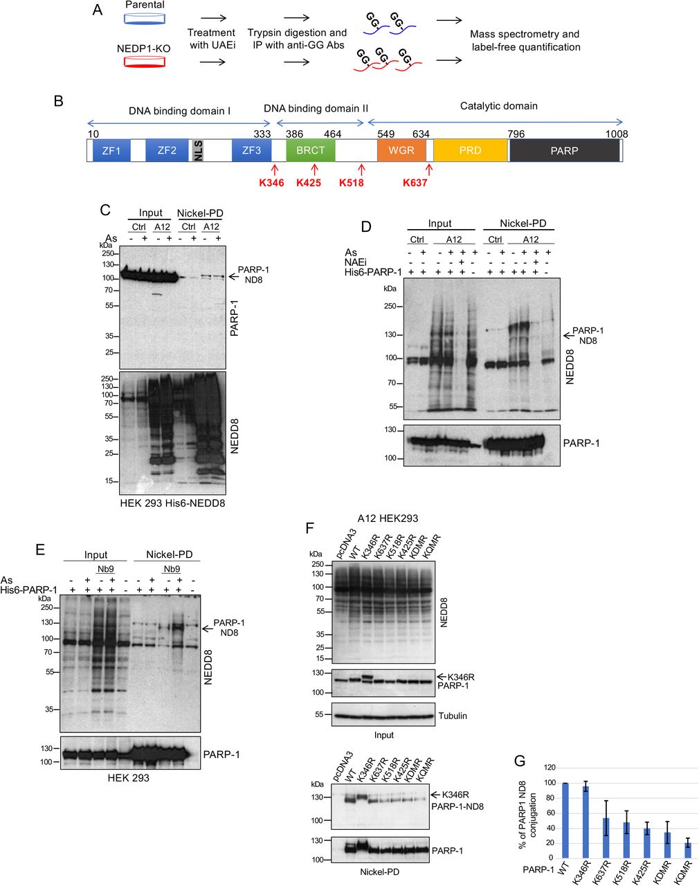 ... and A12 cells were transfected with His6-PARP-1. 48hrs post-transfection cells were treated with As (0.5mM, 1hr) as ... A. Schematic representation of the used proteomic approach to identify NEDDylation sites controlled by NEDP1 at endogenous levels of wild type NEDD8 expression. Parental and NEDP1 knockout (C8) HCT116 cells were treated with UAEi (0.5 μ M, 5hrs) before extracts were used for trypsin digestion and immunoprecipitations with anti-diglycine antibodies and mass spectrometry analysis. Data were used for label-free quantification. B. Schematic representation of PARP-1 domains including the identified NEDDylated lysine residues upon NEDP1 knockout (this study, ; Lobato et al., 2021). C. Parental and NEDP1 knockout (A12) HEK293 cells stably expressing His6-NEDD8 were treated with As (0.5mM, 1hr) before extracts were used for Nickel-PD. Isolated His6-NEDD8 conjugates and total cell extracts (input) were used for western blot analysis with the indicated antibodies. D. Parental and A12 cells were transfected with His6-PARP-1. 48hrs post-transfection cells were treated with As (0.5mM, 1hr) as indicated and extracts were used for Nickel-PD and western blot analysis as in C. E. HEK293 cells were transfected His6-PARP-1 and Nb9 expression constructs as indicated. 48hrs post-transfection, cells were treated with As (0.5mM, 1hr) and Nickel-PD and western blot analysis was performed as in D. F. A12 HEK293 cells were transfected with the indicated His6-PARP-1 expression constructs and 48hrs later were used for Nickel-PD. Isolated proteins and total cell extracts (input) were used for western blot analysis as indicated. G. Quantitation of the experiment performed in F. Values represent the average of 3 independent experiments ± SD.