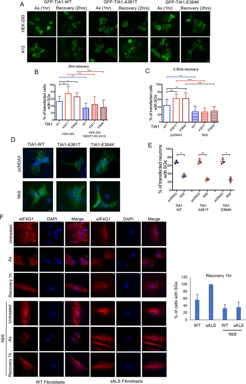 ... indicated GFP-TIA1 constructs (1 μ g) and 48hrs post-transfection cells were stressed with As (0.5mM, 1hr) before ... A. Parental or A12 (NEDP1 knockout) HEK293 cells were transfected with the indicated GFP-TIA1 constructs (1 μ g) and 48hrs post-transfection cells were stressed with As (0.5mM, 1hr) before recovery (2hrs). SGs formation was monitored by GFP fluorescence. B. Quantitation of the experiment performed in A. Values represent the mean of 3 independent experiments ± SD for the percentage of cells with SGs. C. Experiment performed as in A, except that where indicated the Nb9 was co-transfected. Quantitation was performed as in B. D. Mouse-derived hippocampal neurons were transfected with the indicated GFP-TIA1 and Nb9 constructs, stressed with As (0.2mM, 1hr) before allowed to recover for 2hrs. SGs formation was monitored by GFP fluorescence. E. Scatterplot representing the percentage of co-transfected cells with SGs (mean ± SD). Each dot represents the percentage of co-transfected neurons with SGs on one coverslip (3 coverslips with 20-25 co-transfected neurons per condition). F. Human fibroblasts derived from healthy (WT) donors or patients with sporadic ALS (sALS) were infected with retrovirus expressing NB9 as indicated. Cells were either untreated or treated with As (0.5mM, 1hr) and allowed to recover (1hr). SG formation was monitored by immunostaining for the SG protein eIF4G1. Right panel represents the quantification of the experiment. Values represent the mean ± SD from 3 independent experiments of the percentage of cells with SGs.