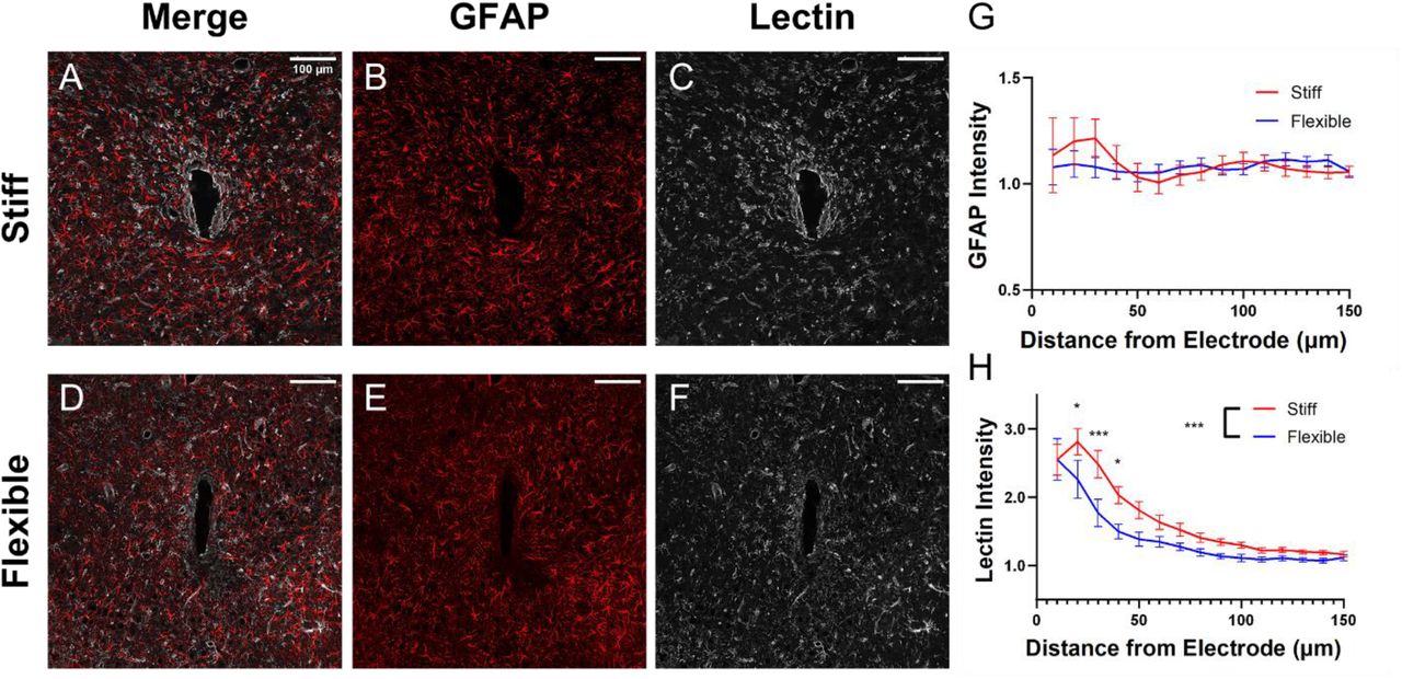 L Esculentum Tomato Lectin Vector Laboratories Bioz
