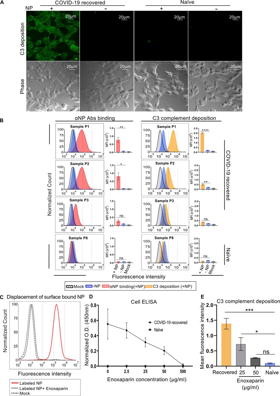 Human Hrp Conjugated Igg Secondary Jackson Immuno Bioz
