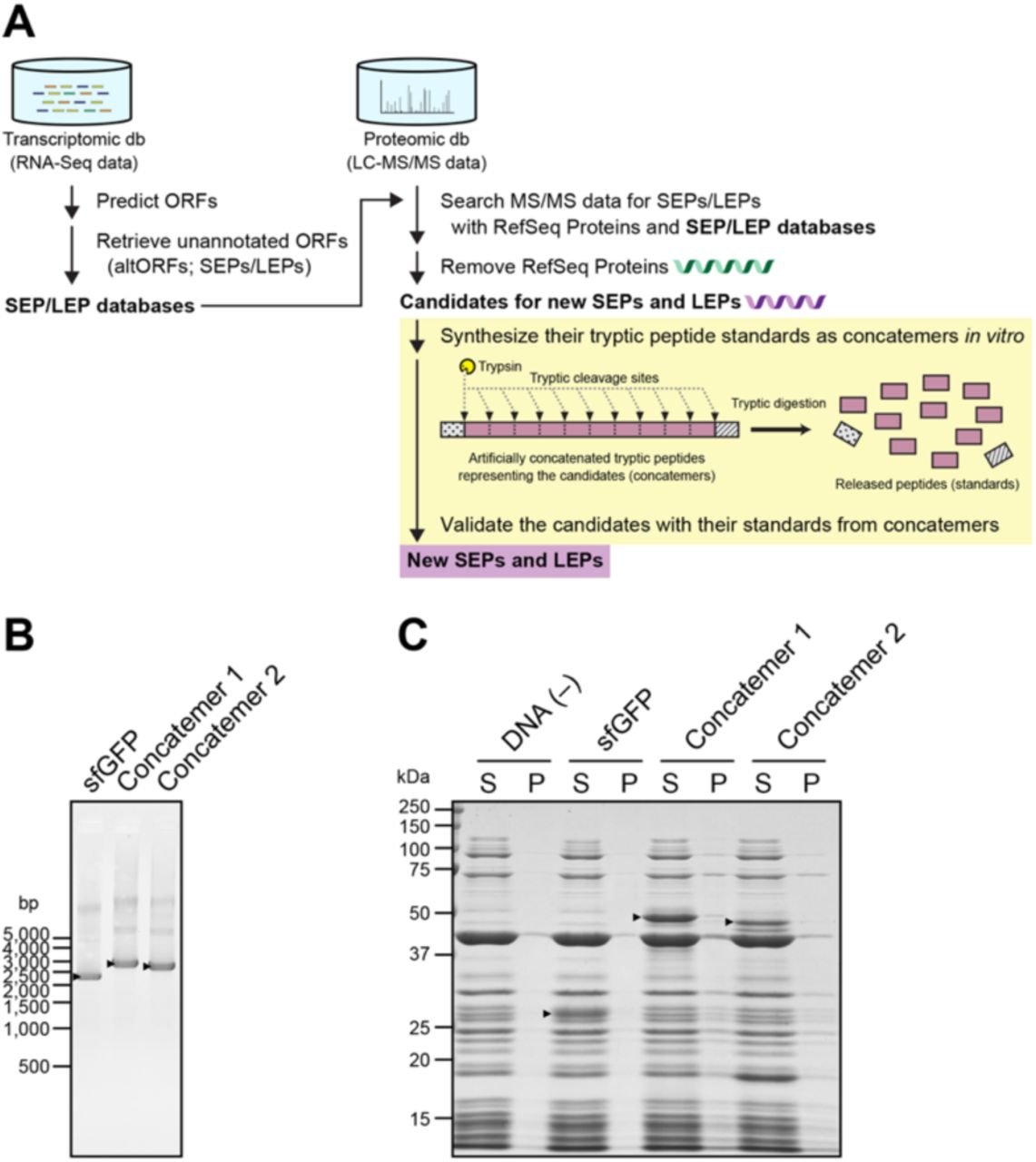 ( A ) The alt-gene discovery workflow implemented in this study, consisting of proteogenomic data mining for new candidate SEPs and LEPs and validation of their expression using artificially concatenated peptides (concatemers) to release multiple peptide standards. ( B ) Agarose <t>gel</t> <t>electrophoresis</t> of DNA fragments ( sfGFP and concatemers) prepared for in vitro transcription and translation. DNA fragments were visualized under ultraviolet light on a gel stained with <t>GelRed;</t> the positions of molecular standards are indicated. Arrowheads indicate the DNA fragment bands. ( C ) SDS-PAGE analysis of in vitro -synthesized proteins (sfGFP and concatemers). Coupled in vitro reactions of transcription and translation with and without the DNA fragment encoding sfGFP protein were used as positive and negative control reactions, respectively. The gel was stained with Coomassie Brilliant Blue G-250; the positions of molecular standards are indicated. Arrowheads indicate the bands of proteins synthesized in vitro, whereas other bands were derived from enzymes used for transcription and translation and partial-length proteins. S, soluble fractions; P, insoluble fractions. 