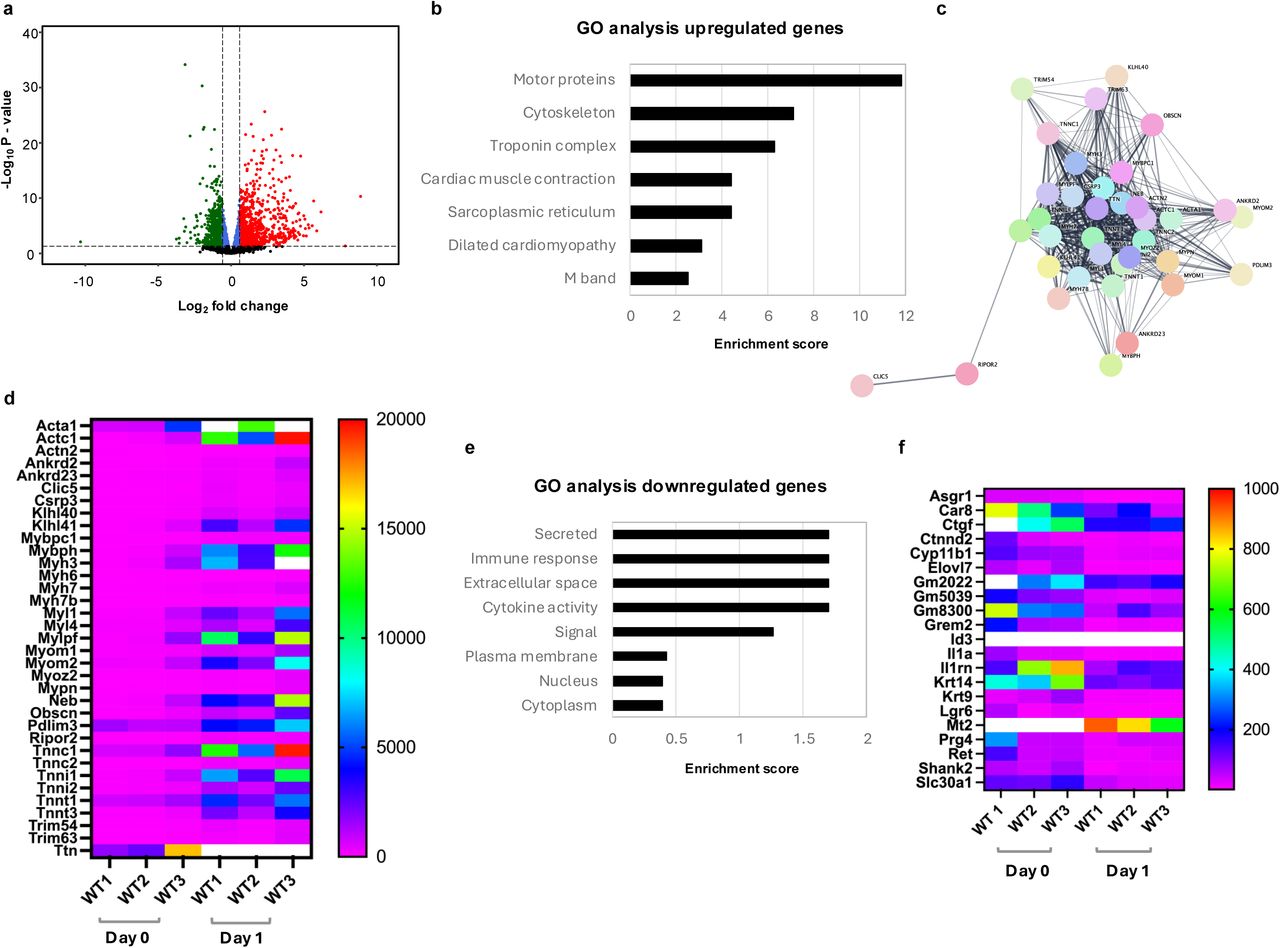 WT day 1 compared to WT day 0. a Volcano plot showing genes differentially expressed in <t>wild</t> <t>type</t> (WT) <t>C2C12</t> cells between day 1 and day 0. Blue dots = p-value < 0.05 & Log 2 FC ≤ Log 2 (1.5); green dots = p-value < 0.05 & Log 2 FC < -Log 2 (1.5), red dots = p-value < 0.05 & Log 2 FC > Log 2 (1.5); black dots = p-value ≥ 0.05. b GO analysis of 224 genes upregulated greater than two-fold at day 1. c,d Interaction network and heatmap of muscle-specific transcripts upregulated at day 1. e, f GO analysis and heatmap of 21 genes downregulated greater than two-fold at day 1. Scale bars on heatmaps denote normalized counts. White bars indicate values are out of range.