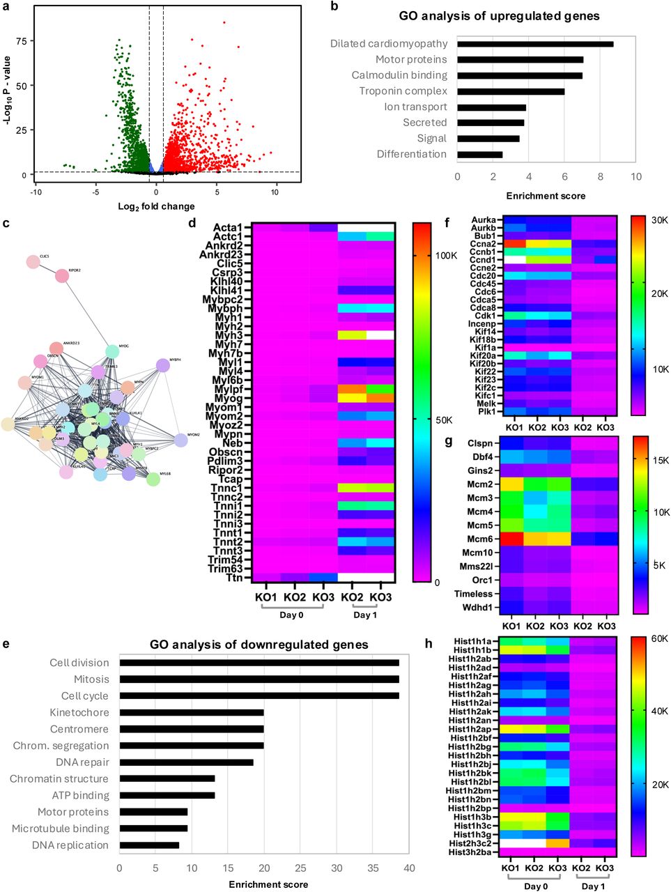 ... showing genes differentially expressed in NRMT1 knockout (KO) C2C12 cells between day 1 and day 0. Blue ... KO day 1 compared to KO day 0. a Volcano plot showing genes differentially expressed in NRMT1 knockout (KO) C2C12 cells between day 1 and day 0. Blue dots = p-value < 0.05 & Log 2 FC ≤ Log 2 (1.5); green dots = p-value < 0.05 & Log 2 FC < -Log 2 (1.5), red dots = p-value < 0.05 & Log 2 FC > Log 2 (1.5); black dots = p-value ≥ 0.05. b GO analysis of the 474 genes upregulated greater than two-fold at day 1. c.d Interaction network and heatmap of muscle-specific transcripts upregulated at day 1. e GO analysis of the 356 genes downregulated greater than two-fold at day 1 and heatmaps of those genes that play a role in ( f ) cell division/cell cycle, ( g ) DNA replication, and ( h ) chromatin structure. Scale bars on heatmaps denote normalized counts. White bars indicate values are out of range.