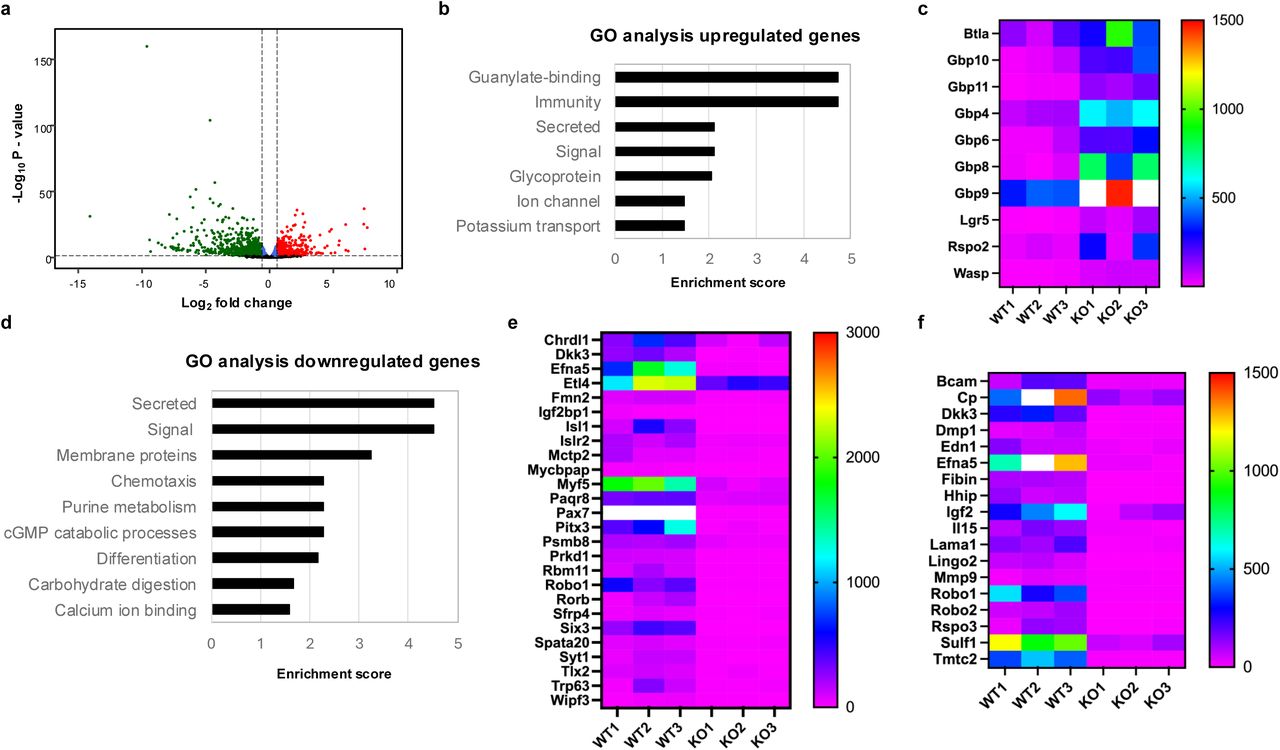... showing genes differentially expressed between NRMT1 knockout (KO) C2C12 cells and wild type (WT) cells at day ... KO day 0 compared to WT day 0. a Volcano plot showing genes differentially expressed between NRMT1 knockout (KO) C2C12 cells and wild type (WT) cells at day 0. Blue dots = p-value < 0.05 & Log 2 FC ≤ Log 2 (1.5); green dots = p-value < 0.05 & Log 2 FC < -Log 2 (1.5), red dots = p-value < 0.05 & Log 2 FC > Log 2 (1.5); black dots = p-value ≥ 0.05. b GO analysis of the 101 genes upregulated greater than two-fold in KO cells. c Heatmap of upregulated genes with signal peptides or involved in interferon signaling. d GO analysis of the 309 genes downregulated greater than two-fold in KO cells. Heatmaps of downregulated genes that play a role in ( e ) differentiation or chemotaxis or ( f ) contain signal peptides. Scale bars on heatmaps denote normalized counts. White bars indicate values are out of range.
