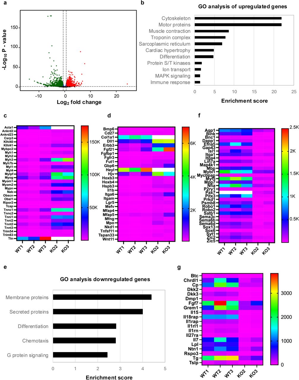 ... showing genes differentially expressed between NRMT1 knockout (KO) C2C12 cells and wild type (WT) cells at day ... KO day 1 compared to WT day 1. a Volcano plot showing genes differentially expressed between NRMT1 knockout (KO) C2C12 cells and wild type (WT) cells at day 1. Blue dots = p-value < 0.05 & Log 2 FC ≤ Log 2 (1.5); green dots = p-value < 0.05 & Log 2 FC < -Log 2 (1.5), red dots = p-value < 0.05 & Log 2 FC > Log 2 (1.5); black dots = p-value ≥ 0.05. b GO analysis of the 261 genes upregulated greater than two-fold in KO cells. Heatmaps of ( c ) muscle-specific transcripts and ( d ) genes involved in differentiation upregulated at day 1. e GO analysis of the 486 genes downregulated greater than two-fold in KO cells. Heatmaps of downregulated genes that play a role in ( f ) differentiation or chemotaxis and ( g ) secreted proteins. Scale bars on heatmaps denote normalized counts. White bars indicate values are out of range.