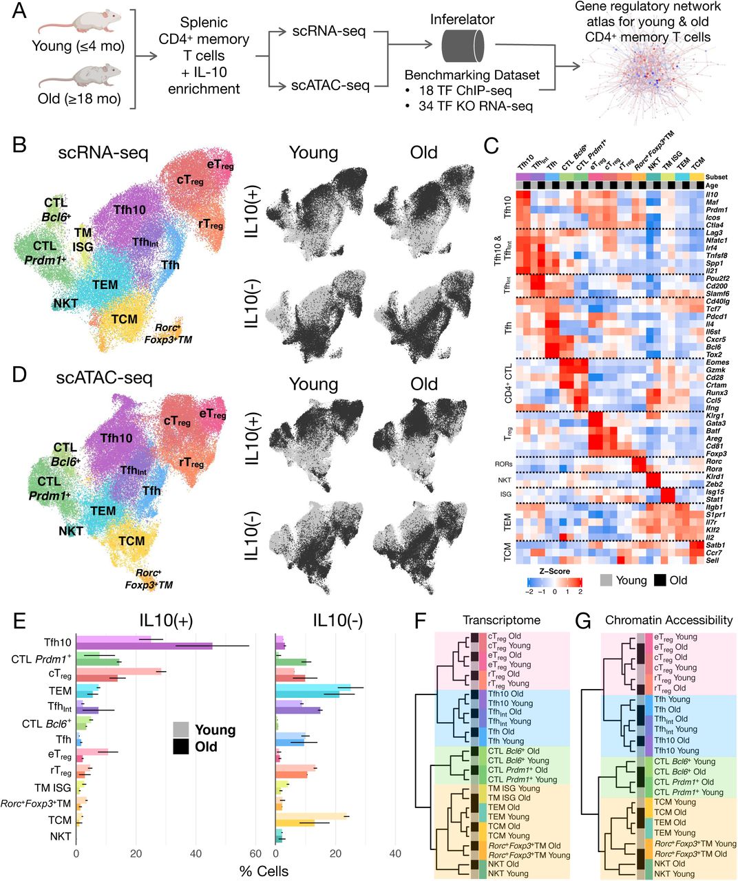 Cell Sorting Cd4 T Cell Isolation Kit Ii Miltenyi Biotec Bioz