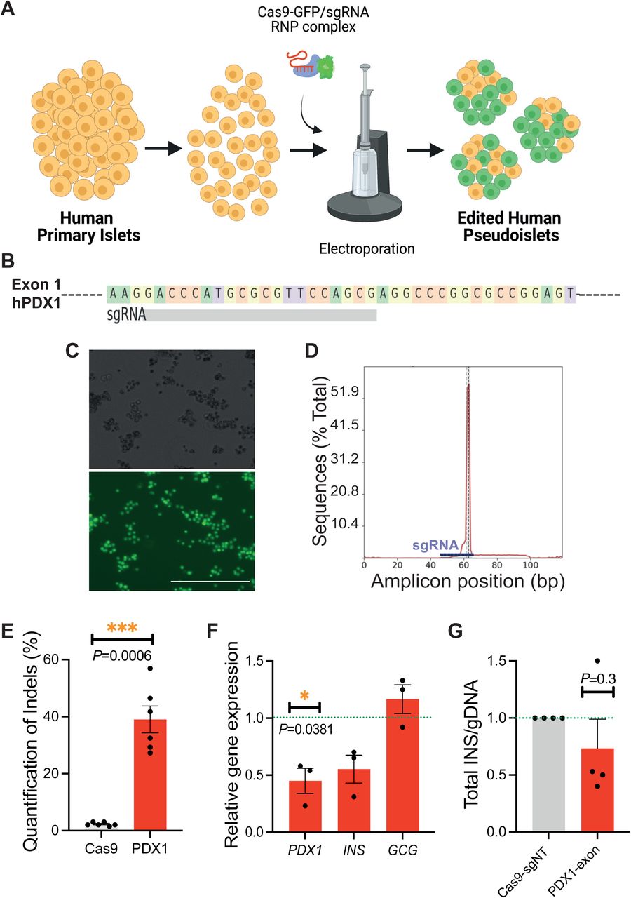 Crispr Cas9 Rnp Complex | Thermo Fisher | Bioz
