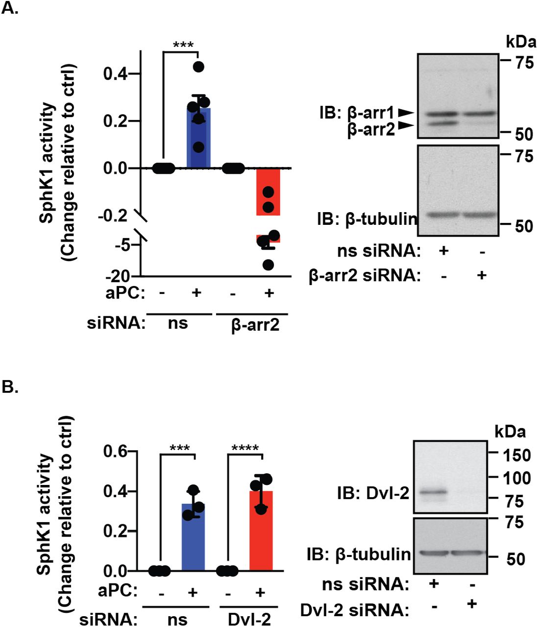 ... aPC for 15 min. Cells were lysed and SphK1 activity was assessed. Data (mean ± S.D., n ... ( A) EA.hy926 cells were treated with either non-specific (ns) siRNA or β-arr2 siRNA, serum-starved and then treated with 20 nM of aPC for 15 min. Cells were lysed and SphK1 activity was assessed. Data (mean ± S.D., n = 5) was analyzed by Student’s t-test. β-arr2 knockdown was verified by immunoblotting. (B) EA.hy926 cells were treated with either ns siRNA or Dvl-2 siRNA and SphK1 activity determined. Dvl-2 knockdown was confirmed by immunoblotting. Data (mean ± S.D., n = 5) was analyzed by Student’s t-test, ****, P <0.0001 and ***, P <0.001.