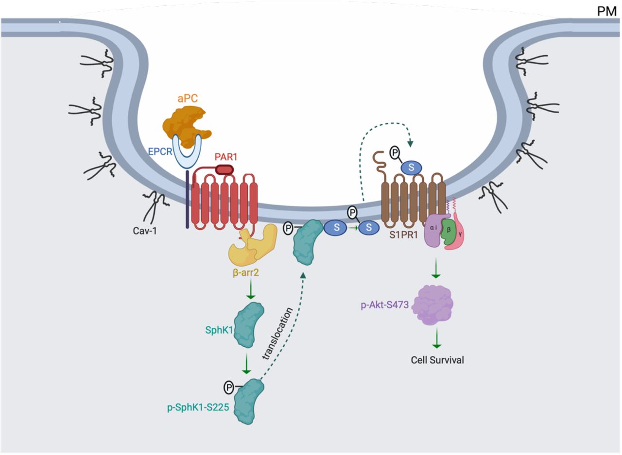 ... aPC bound to its’ co-receptor EPCR promotes β-arr2-dependent SphK1 transactivation of S1PR1 that results in Akt at ... Activation of PAR1 by aPC bound to its’ co-receptor EPCR promotes β-arr2-dependent SphK1 transactivation of S1PR1 that results in Akt at S473 phosphorylation, which protects endothelial cells from TNF-α induced cell death. SphK1 activation is associated with β-arr2-mediated phosphorylation, translocation to the plasma membrane following aPC stimulation.