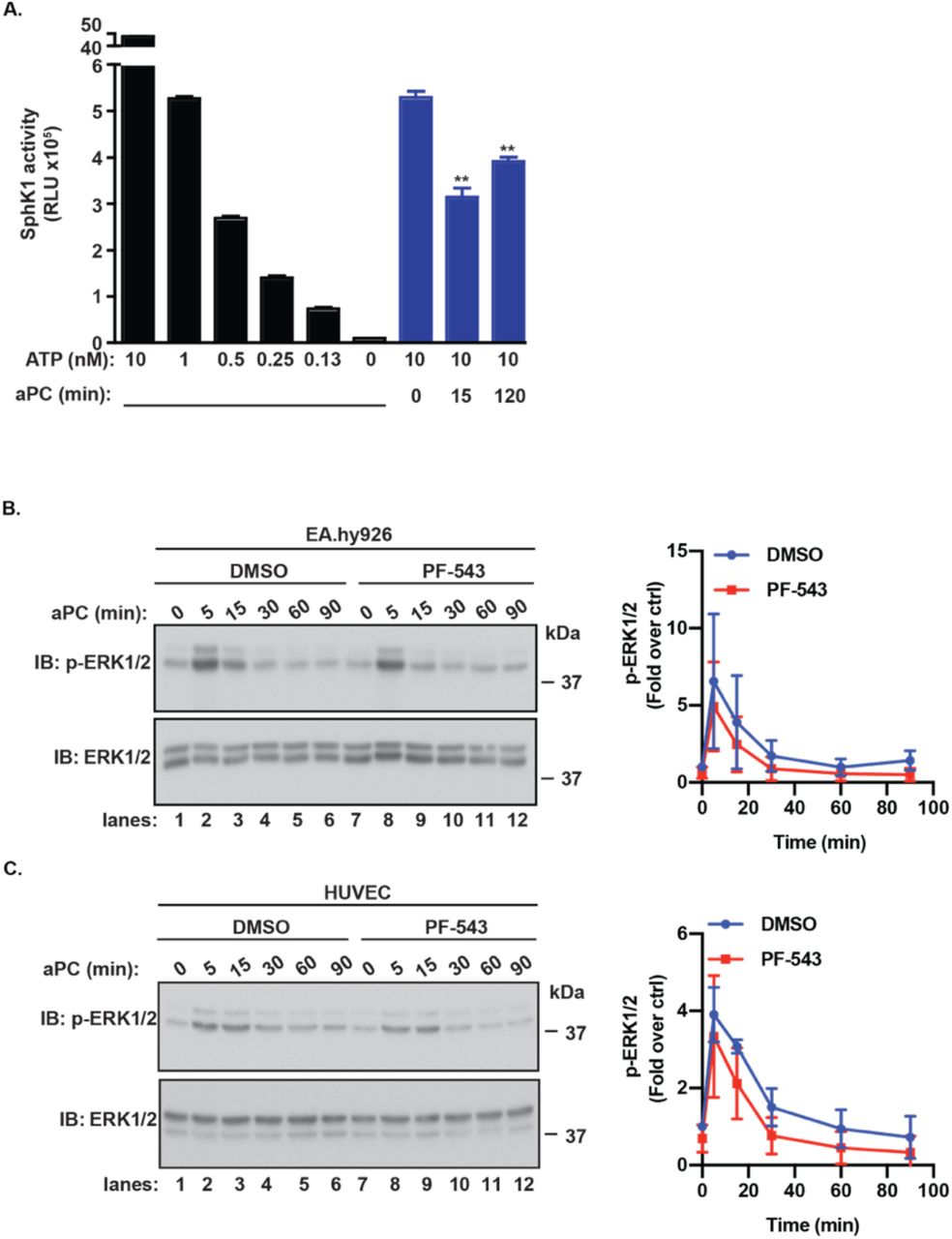 ... aPC for various times. Cells were lysed and SphK1 activity was measured using an Echelon SphK1 activity ... (A) EA.hy926 cells were treated with 20 nM aPC for various times. Cells were lysed and SphK1 activity was measured using an Echelon SphK1 activity assay. The luminescence of an ATP standard curve and aPC treated cells was deteremined and the raw values are shown. Data (mean ± S.D., n = 3) was analyzed by Student’s t-test. **, P <0.001. (B) EA.hy926 cells were pretreated with or without 100 nM PF-543 and stimulated with or without 20 nM of aPC for various times. Phospho-ERK1/2 was detected by immunoblotting. Data (mean ± S.D., n = 3) was analyzed by two-way ANOVA. (B) Same as A but in HUVECs.