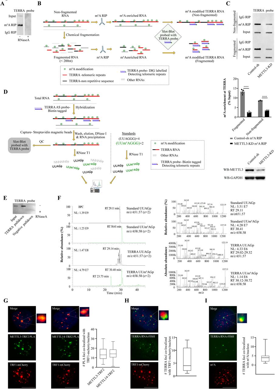 Rna Fragmentation Reagent | Thermo Fisher | Bioz