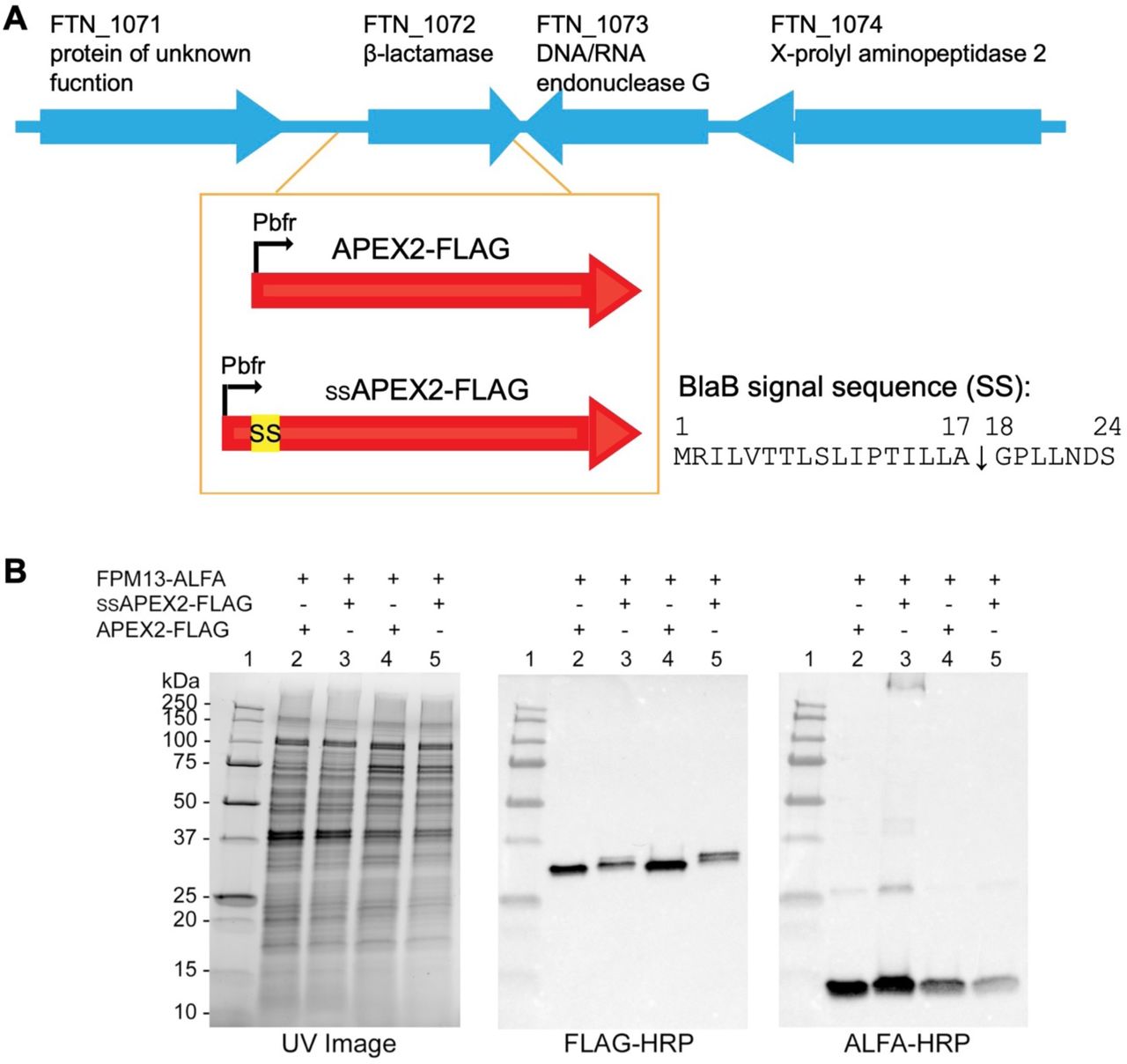Genomic organization and expression of F. novicida strains with ALFA tagged FPM13 and FLAG tagged <t>APEX2</t> with or without a signal sequence (SS) for secretion. (A) Gene cassette of FLAG-tagged APEX2 with or without the first 24 amino acids of the F. novicida beta-lactamase (BlaB) driven by the promoter of F. tularensis LVS bacterioferritin (bfr) was inserted into the blaB locus. The cleavage site of the BlaB signal peptide sequence is indicated with a downward arrow. (B) Proteins from strains grown in TSBC (lanes 2, 3) or TSBC containing 5% KCl (lanes 4, 5) were separated on SDS-PAGE and the protein profiles imaged by stain free UV imaging (left panel). The proteins were transblotted onto nitrocellulose membrane and probed with FLAG-HRP to detect the expression of APEX2 and ssAPEX2 (middle panel) or with ALFA-HRP to detect the expression of FPM13 (right panel). Lane 1, molecular mass standards. 