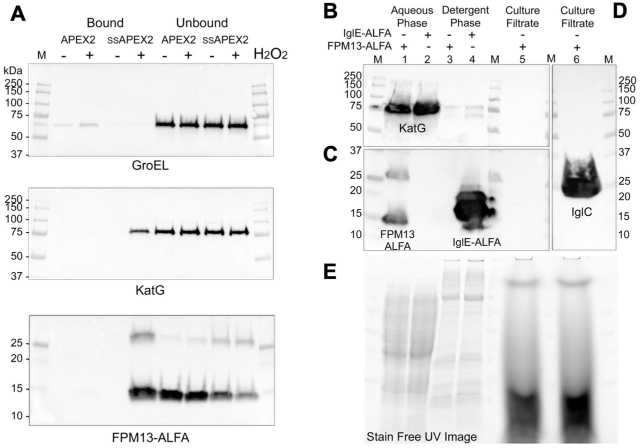 (A) FPM13 is biotinylated in the presence of H 2 O 2 and pulled down by streptavidin-agarose APEX2 that is targeted to the periplasm (ssAPEX2), but not by cytosolic APEX2. GroEL and KatG serve as cytosolic and periplasmic control proteins, respectively. (B - C) TX-114 phase extraction shows that FPM13 and KatG are soluble proteins that partition into the aqueous phase, unlike the known lipoprotein, IglE (C, lane 4). FPM13-ALFA is not secreted into the culture filtrate (C, lane5), unlike positive control IglC ( D , lane 6). Stain free UV-image shows equal loading of lanes being compared (E). 