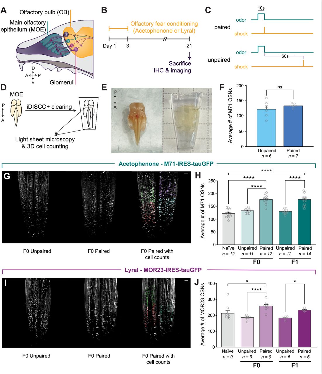 a . Schematic representation of the mouse main olfactory epithelium and olfactory bulb. MOE: main olfactory epithelium. OB: olfactory bulb. b . Timeline of olfactory fear conditioning and MOE collection. c . Experimental paradigms for olfactory fear conditioning groups. Mice in the paired condition received a footshock that co-terminated with odor presentation, while mice in the unpaired condition received a footshock 60 seconds after odor presentation. d . Schematic demonstrating the process by which cells of interest in the MOE were quantified. Epithelia from both M71-IRES-tauGFP +/+ and MOR23-IRES-tauGFP +/+ adult mice were cleared using the <t>iDISCO+</t> <t>tissue-clearing</t> protocol. Samples were imaged on a light sheet microscope and analyzed using Imaris spot detection software. e . Images of the MOE before (left) and after (right) optical tissue clearing. f . The average number of M71 olfactory sensory neurons in a 350 3 um 3 cube of the epithelium in the propanol unpaired (light blue) and propanol paired (dark blue) conditions (Student’s unpaired t-test. Unpaired vs. paired P=0.3009. n=6,7.). g . Example images of M71 OSNs in zone 1 of cleared MOE from both the unpaired (left) and paired (middle) conditions. Example image of an MOE with the counted cells represented by colored dots (right). Each set of colors represents a distinct counting cube. Scale bar: 200um. h . Graph showing the differences between the average number of M71 OSNs in a 350 3 um 3 cube of epithelium of naive (gray), acetophenone unpaired (lighter green), and acetophenone paired (darker green) conditions in F0 and F1 (One-way ANOVA. P<0.0001. Tukey’s multiple comparisons. Naïve vs. F0 paired P<0.0001. F0 unpaired vs. paired P<0.0001. Naïve vs. F1 paired P<0.0001. F1 unpaired vs. paired P<0.0001. n=12,11,12,12,14.). i . Example images of MOR23 OSNs in zone 1 of cleared MOE from both the unpaired (left) and paired (middle) conditions. Example image of an MOE with the counted cells represented by colored dots (right). Scale bar: 200um. j . Graph showing the differences between the average number of MOR23 OSNs in a 350 3 um 3 cube of epithelium in naive (gray), lyral unpaired (lighter purple), and lyral paired (darker purple) conditions in F0 and F1 (One-way ANOVA. P<0.0001. Tukey’s multiple comparisons. Naïve vs. F0 paired P=0.0159. F0 unpaired vs. paired P<0.0001. F1 unpaired vs. paired P=0.0368. n=9,9,9,6,6.). 