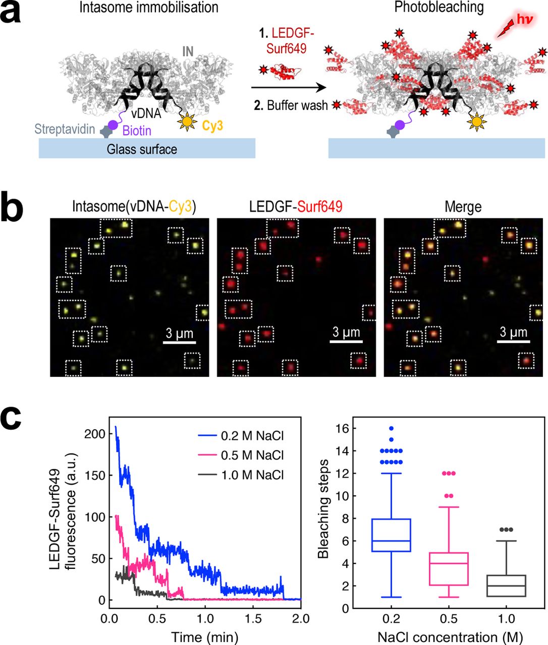 (a) Schematic of the photobleaching experiment. Intasomes containing biotinylated and Cy3-labeled vDNA were immobilized on streptavidin-coated glass cover slips. Following incubation with <t>Surf649-labeled</t> LEDGF/p75 and a wash with buffer supplemented with 0.2 - 1 M NaCl, intasomes were observed by TIRF microscopy enabling the individual steps of Surf649 photobleaching during illumination with a 640 nm laser (hν) to be counted. (b) Representative images of surface attached intasome (vDNA-Cy3, yellow; LEDGF/p75-Surf649, red) molecules. Dotted, white line squares indicate individual intasome-LEDGF/p75 complexes. (c) Left: Examples of stepwise photobleaching traces of LEDGF/p75-Surf649 at increasing NaCl concentration: 0.2 M (blue), 0.5 M (magenta) and 1.0 M (dark grey). The vertical axis represents fluorescence in arbitrary units (a.u.). Right: Tukey (box-and-whiskers) plots summarizing statistical analysis of the number of LEDGF/p75-Surf649 photobleaching steps per intasome, for various NaCl concentrations (see for further details). Each box encloses 50% of the data with the median value displayed as a horizontal line. Outliers are indicated with closed circles.