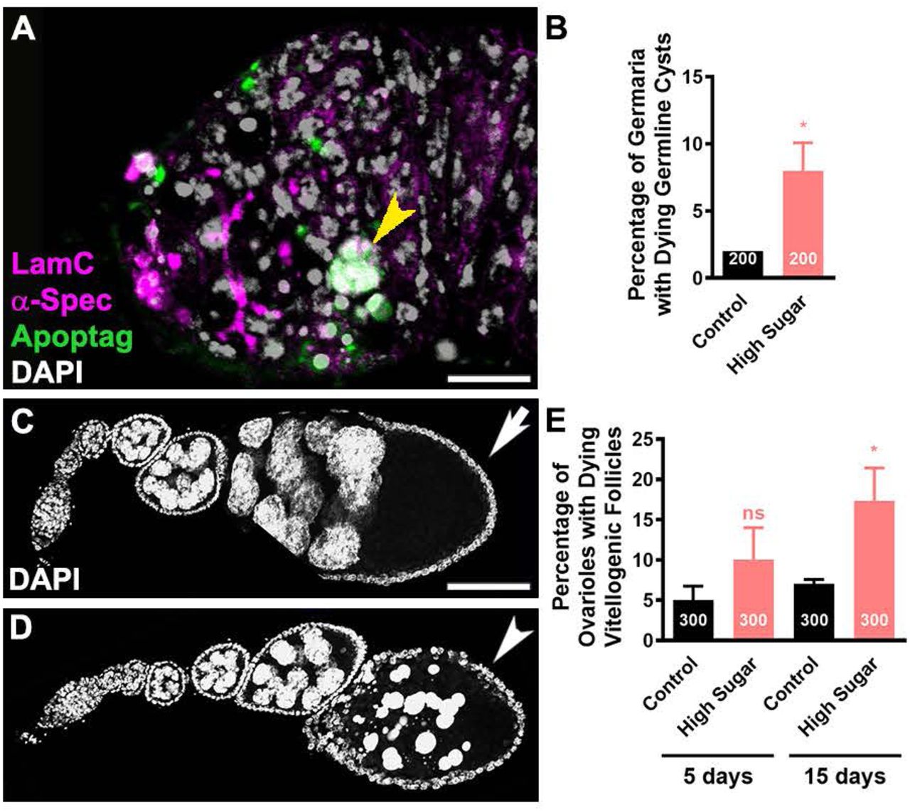 Apoptag Fluorescein Direct In Situ Apoptosis Detection Kit Millipore