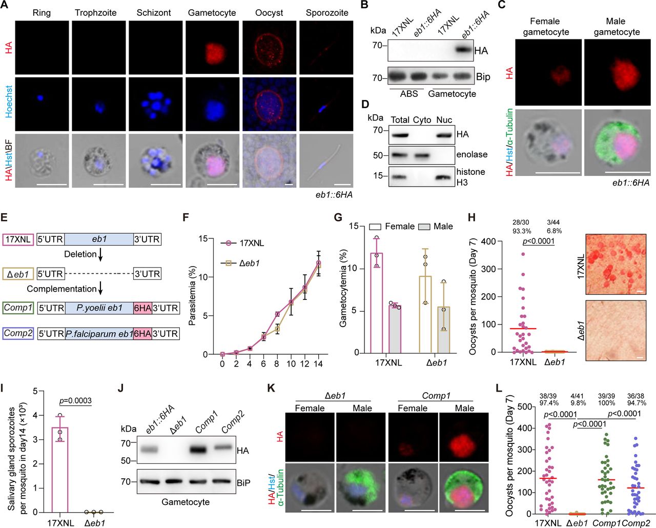 Dna Dye Hoechst 33342 Thermo Fisher Bioz