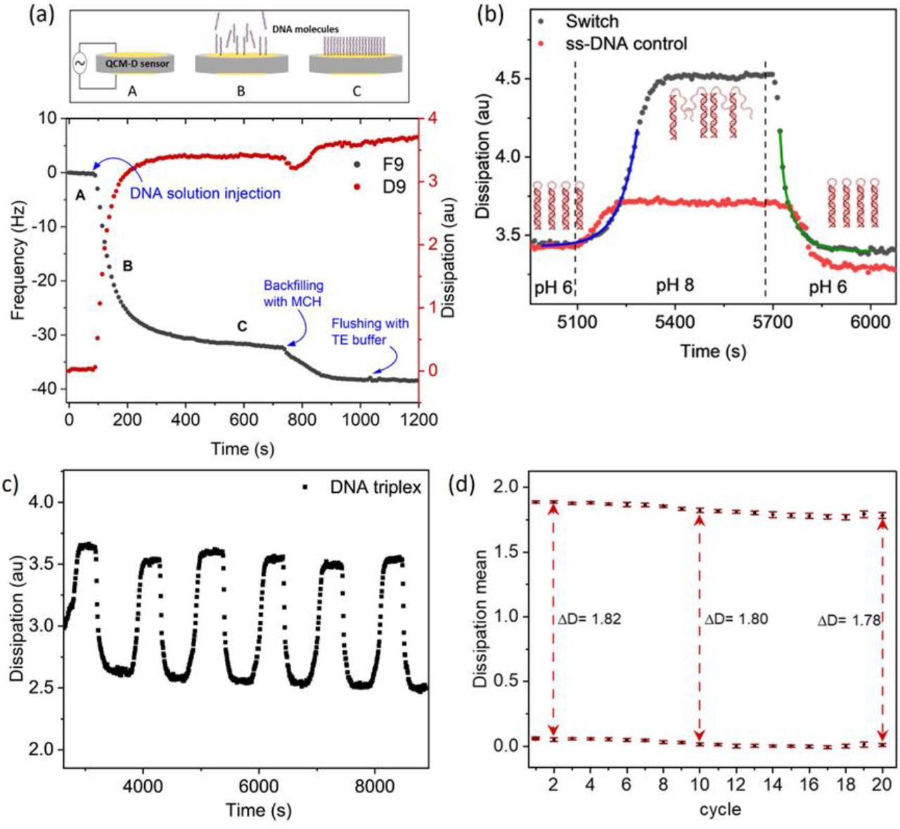 (a) QCM-D data showing changes in resonance frequency and energy dissipation during immobilisation of the disulfide-modified DNA nanoswitch on the gold-coated sensor surface. After the sensor is rinsed with <t>TE</t> <t>buffer</t> (A), the DNA nanoswitch is immobilized on the surface (B) until reaching saturation (C). The sensor is rinsed again with TE before the sensor is exposed to MCH to block exposed areas of the sensor surface. (b) The immobilized DNA nanoswitch is subsequently exposed to cycling of the solution pH by exposing to KP i buffers at pH 6 followed by pH 8, before returning again to pH 6. The changes in dissipation observed at the different pH solutions indicate conformational switching between the open state at pH 8 and the closed state at pH 6. Solid curves are exponential fits to the pH-induced opening and closing of the immobilised DNA nanoswitch. Changes in dissipation for a single-stranded DNA control show the baseline shift in dissipation as a result of changes in buffer composition. (c) Switching behaviour of DNA triplexes cycling between closed states (low dissipation) at pH 6 and open states (high dissipation) at pH 8 showing repeatability and reversibility for 6 KP i buffer cycles. (d) High repeatability demonstrated over 20 independent switching cycles. 