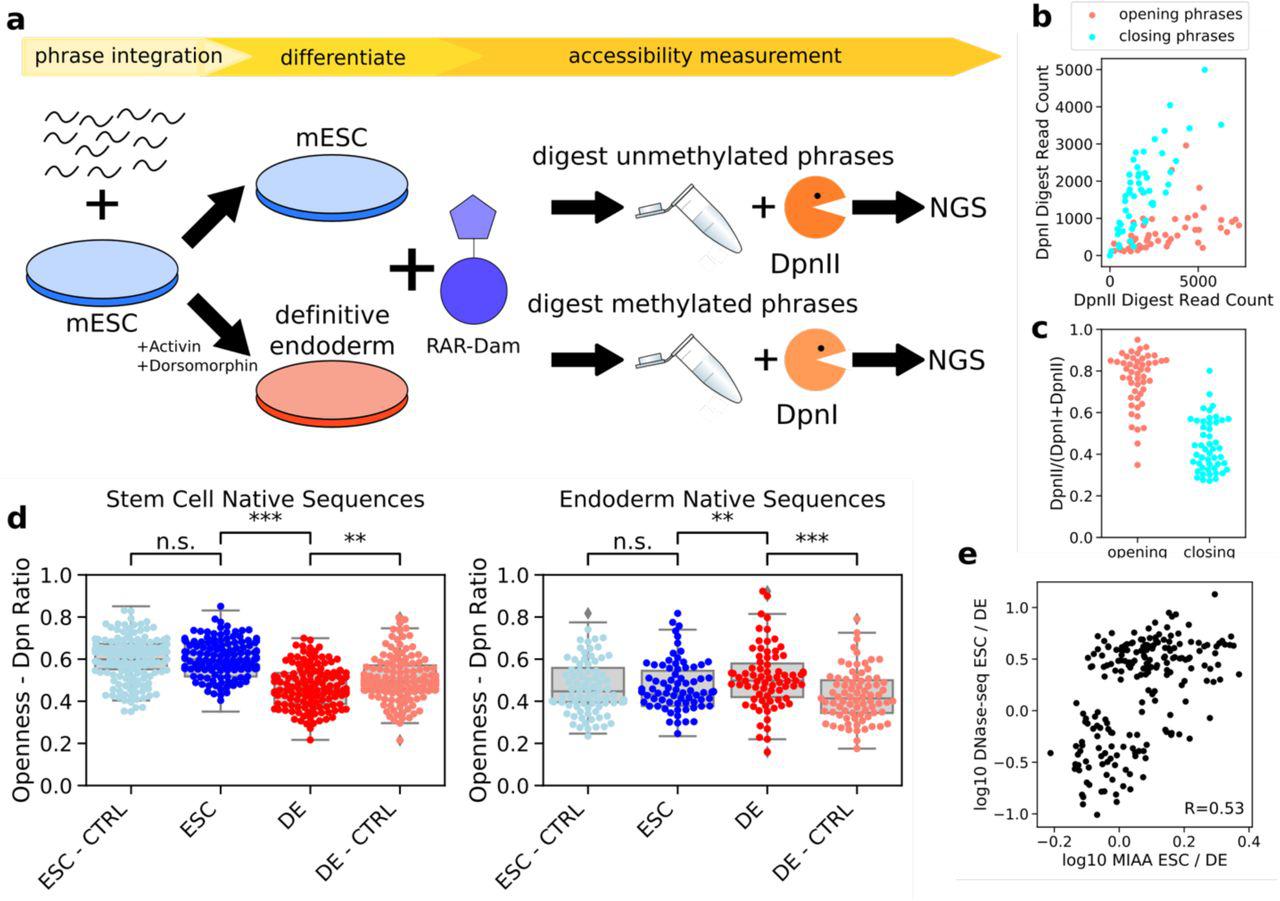Multiplexed Integrated Accessibility Assay (MIAA) measures <t>local</t> <t>DNA</t> accessibility of synthesized oligonucleotide phrase libraries. A) 100nt phrases are integrated into stem cells at a designated genomic locus. Stem cells are split and half are differentiated into definitive endoderm cells. Retinoic acid receptor fused to hyper-activated deoxyadenosine methylase (DAM) enzyme results in methylation of phrases that open DNA. DNA is extracted and half is exposed to <t>DpnII,</t> which cleaves unmethylated sequences, while half is exposed to DpnI, which cleaves methylated sequences. Sequences are PCR amplified and sequenced. B) DpnI and DpnII read counts measured from a single definitive endoderm replicate show difference between designed opening and closing phrases. C) Proportion of DpnII read counts measured from a single definitive endoderm replicate gives estimate of MIAA openness. D) 100nt native sequences that were differentially opening as measured by DNase-seq are differentially opening as measured by MIAA and different from randomly shuffled control sequences (significance measured by paired t-test). E) Differential accessibility as measured by log change in normalized DNase-seq reads and MIAA methylation proportion shows correlation between native differential accessibility and MIAA accessibility. The correlation reported is the Pearson correlation coefficient (r).