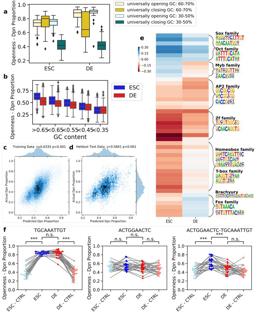 ... in combination (right). Each dot represents the average DpnII read proportion of an individual phrase, compared to ... MIAA identifies global influence of GC-content and differentially accessible motifs. A) GC-content observed to be correlated with accessibility in both stem and endoderm cells from positive (universally opening) and negative (universally closing) control sequences. B) GC-content correlated with accessibility in random DNA phrases. The regression model was trained on MIAA Dpn proportions with GC-content, replicate, and cell type-specific effects of 20 motifs and 26 motif pairs as features, and predicts well on (C) training data (n = 21,420) and (D) held-out test data (n = 4,404). The correlation reported is the Pearson correlation coefficient (r). E) Regression weights of individual motifs and motif pairs in stem and definitive endoderm cells. Hierarchical clustering of regression weights followed by motif enrichment recovers clusters representing cell type-specific transcription factor DNA binding motifs. F) Example of individual motifs (left, middle) which alone do not differentially open chromatin, but differentially open chromatin stem cells in combination (right). Each dot represents the average DpnII read proportion of an individual phrase, compared to shuffled controls (CTRL). Significance computed by paired t-test.