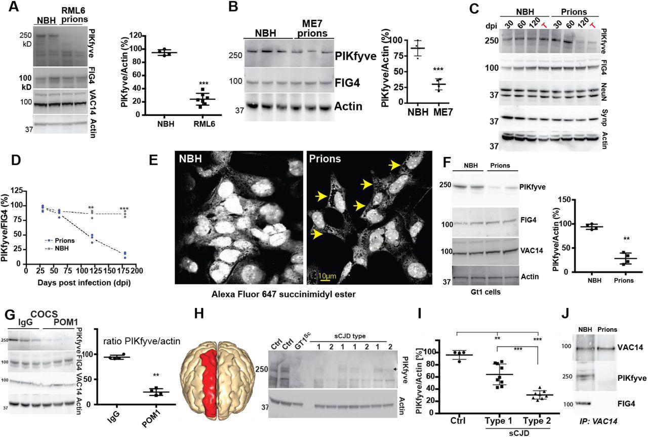 Rml Prion Inoculation rocky mountain labs Bioz