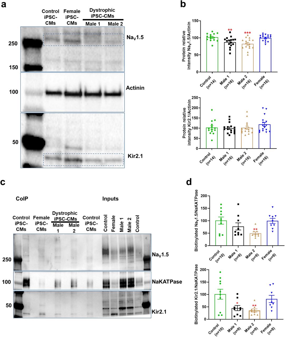 ... ∼250 KDa and below 50 KDa correspond to NaV1.5 and Kir2.1, respectively. About 50K cells were collected ... (a) Representative Western blot for each antibody used. The bands within the blue rectangles at ∼250 KDa and below 50 KDa correspond to NaV1.5 and Kir2.1, respectively. About 50K cells were collected to quantify total NaV1.5, Kir2.1 and actinin levels in control, heterozygous and hemizygous DMD cells. (b) Scatter plots of NaV1.5 and Kir2.1 detected in control, female and DMD iPSC-CMs. NaV1.5 and Kir2.1 protein levels were normalized to actinin (loading control). (c) Representative Western blot after biotinylation and protein precipitation with streptavidin magnetic beads. (d) Scatter plots of biotinylated NaV1.5 and Kir2.1 from control, female , and DMD iPSC-CMs. Fifty μg of biotinylated protein was loaded. Errors bars represent SEM. The n -values are in parentheses. Two-tailed Mann-Whitney test. *** P < 0.001, ** P < 0.01, and * P < 0.05