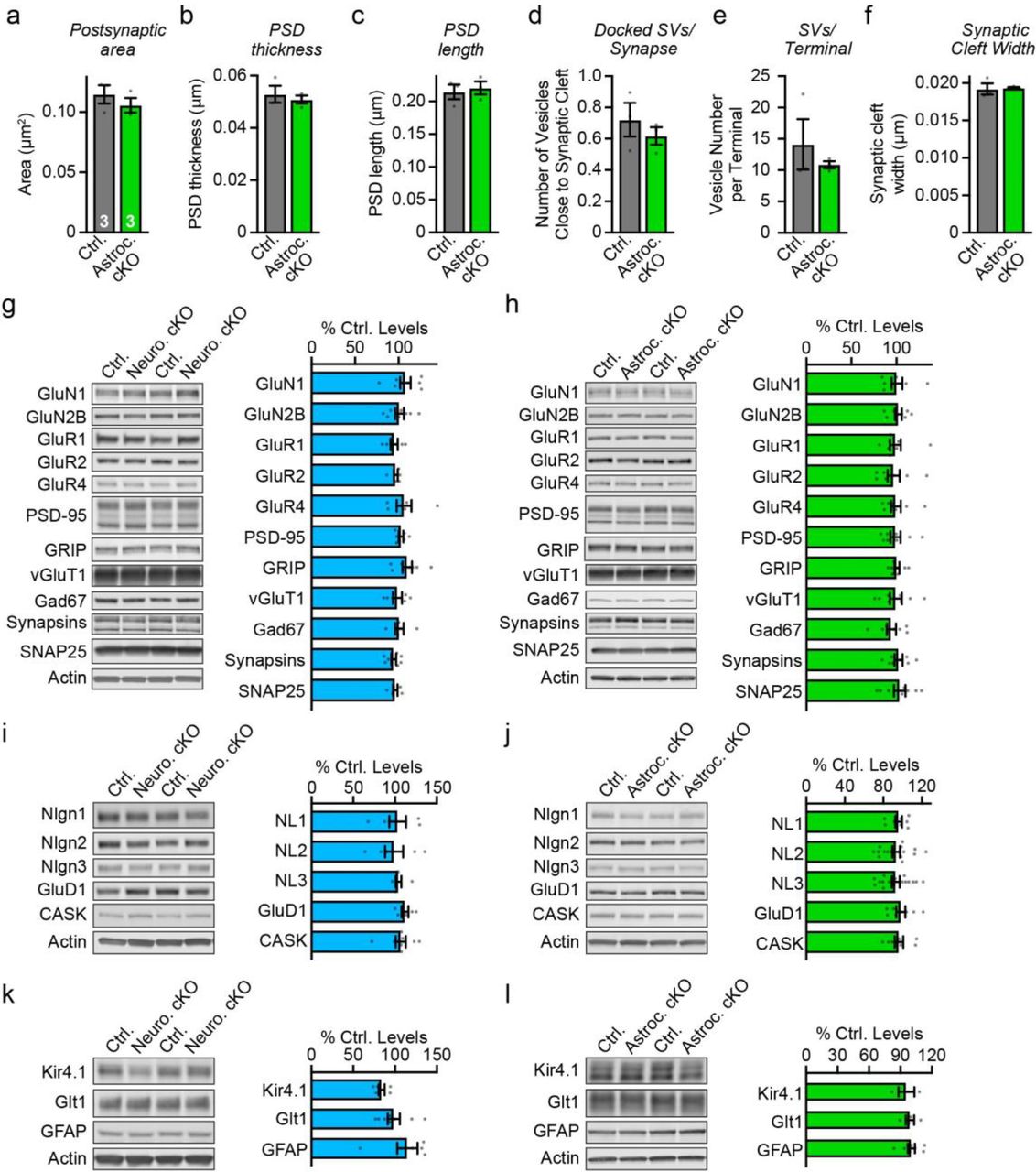 Ultrastructural data on excitatory synapses after astrocyte-specific deletion of Nrxn1, extending the data shown in Fig. 3g & 3h ( a, postsynaptic spine area; b, PSD thickness; c, PSD length; d, number of docked synaptic vesicles/synapse; e, number of synaptic vesicles per terminal; f, width of synaptic cleft). g-l, Immunoblotting analyses show that the neuron- ( g, i, k ) or astrocyte-specific ( h, j, l ) Nrxn1 deletions do not produce detectable changes in the levels of selected synaptic proteins ( g, h ), neurexin ligands ( i, j ), or astrocytic proteins ( k, l ) in the hippocampus analyzed at P26-P30. Representative images of immunoblots (left of each column) and summary graphs of protein levels (right of each column; normalized to controls) are shown. Proteins are organized into groups as indicated. Numerical data are means ± SEM. n = indicated above except, 6-8 ctrl / 6-8 neuron cKO; 8 ctrl / 8 astrocyte cKO, except Glt1 and <t>Kir4.1</t> with 4/4 and 3/3, respectively ( g-l ).