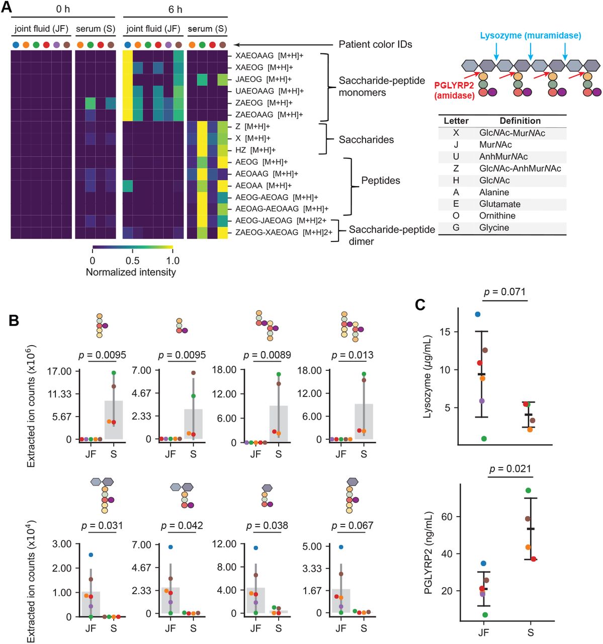 Incubation of B. burgdorferi sacculi in joint fluids and sera of Lyme arthritis patients causes the release of predicted PG Bb fragments that vary in composition and amount. For all panels, the identities (IDs) of Lyme arthritis patients are color-coded. The same color indicates that the serum and joint fluid were obtained from the same individuals. A . Heatmap of predicted PG Bb fragment species released from digestion of purified PG Bb sacculi in six joint fluid samples and four serum samples from Lyme arthritis patients. For all samples, sacculi were incubated with either fluid for 0 (left) and 6 h (right), then the resulting reaction products were analyzed by LC-MS. PG Bb fragment species were detected by their predicted [M+H] value ( , Supplementary Dataset 1 ). The accompanying table on the left contains the key to interpret the predicted identity of PG Bb fragment species in the heatmap. Also shown is a schematic illustrating the cut sites for the indicated enzymes. B . Representative quantifications of peptide or sugar-peptide conjugate digestion products in serum and joint fluid samples predicted based on their masses. Each dot was derived from integrating the relevant EIC peak. Mann-Whitney U test was used to determine the p values as the data spanned log distances. C . ELISA results for either lysozyme or <t>PGLYRP2</t> for the same joint fluid and serum samples as in (A) and (B). Error bars represent mean ± standard deviation. p values were obtained using a Welch t-test since the groups had unequal variances and N values. 