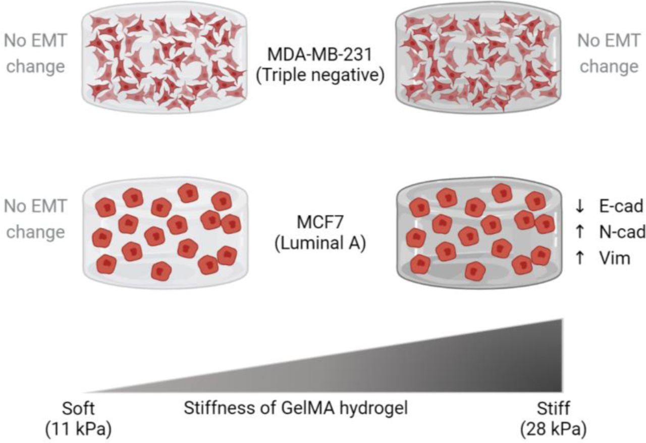 Mda Mb 231 231 Human Breast Cancer Cell Line | ATCC | Bioz